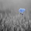 Placeholder: single long stem wild flower in a field, soft focus, award winning landscape photography, nature photography, r/mostbeautiful