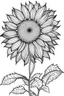 Placeholder: Coloring book page of 1 sunflower flower