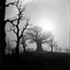 Placeholder: Close-up Ilford photograph of a creepy surreal landscape, eerie, Minicavio Quollati style, very surreal, trees, spooky, metaphysical objects, giant sun, intricate, thoughtful, appalling, deep 3d field, hypermaximalist