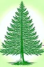 Placeholder: vector image of a spruce tree