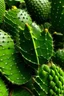 Placeholder: imagen de hojas de nopal