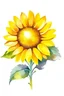 Placeholder: sunflower watercolour style on white background