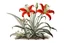 Placeholder: Western Red Lily plant, scientific illustration on white background, vignette