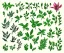 Placeholder: Vector plants and herb set illustration. Watercolor illustration color