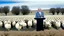 Placeholder: George w bush at podium speaking to large field of sheep