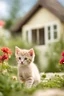 Placeholder: cute kitten in a garden with a house in the background