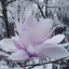 Placeholder: smooth hyper realistic, beautiful Japanese snow flower in crown, pale colors, dark cosmos background, cat еye, extremely sharp detail, finely tuned detail, ultra high definition, 8 k, unreal engine 5, ultra sharp focus, accurate sword wings, positive smile, lot of details, fit within portrait, Ambiance winter, perfect composition, perfect hair, perfect hands, finger up gestures