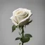 Placeholder: A white rose bleeding from its stem