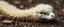 Placeholder: long fluffy snake with a sheeps head