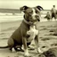 Placeholder: A vintage photo of a Pitbull on a beach