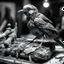 Placeholder: a statuette of a rotting bird cult in a display greyscale photo