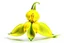 Placeholder: yellow lady slipper flower centeredon a white background