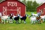 Placeholder:  7 different Goats with unique colors posing on a farm with a barn in rococo style