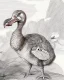 Placeholder: John James Audubon-like illustration of a fully uncropped Dodo bird and a Platypus in a landscape of warm yellows, warm reds, and warm blues