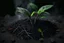 Placeholder: biochar into plants