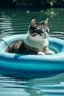 Placeholder: cat float