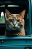 Placeholder: van cat
