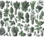 Placeholder: Vector plants and herb set illustration. Watercolor white backdrop