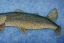 Placeholder: Northern pike painting