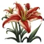 Placeholder: Western Red Lily flower on white background, illustration