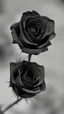 Placeholder: mekarnya 1 tangkai bunga mawar berwarna hitam dengan suasana mencekam dan sedih
