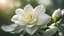 Placeholder: Gardenia flower, close-up, backlit, blurred background