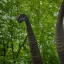 Placeholder: brachiosaurus eating leaves