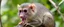 Placeholder: rat ape