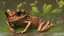 Placeholder: stylized and happy young brown frog with black stripes in its natural habitat at sunset, plain with wetlands, ravines, river with water hyacinth, ceibos and willows, dragonflies, beetles, dewdrops, digital art