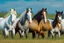 Placeholder: horses of different colors in a field