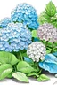 Placeholder: Hydrangea garden drawing