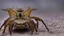 Placeholder: a national geographic style photograph of a bat lizard spider hybrid 4 wings and 4 legs