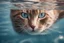 Placeholder: Reflection of a cat's face in sea water