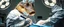 Placeholder: doctor that looks like a crocodile doing operation on patient