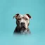 Placeholder: a gray pitbull in the center. background with a smooth gradient in warm blue tones, centered around the color #6CA5EC. Blend softly into complementary or analogous shades like muted aqua, seafoam, or soft mint