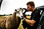 Placeholder: a portrait of a broken head mechanic, kissing a hybrid mixed body part sheep, fixing (far away old land rover 4x4 discovery 2) in the countryside