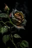 Placeholder: The Wilted and Thorny Rose