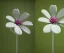 Placeholder: Flower 3d rendering