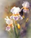 Placeholder: impressionistic watercolor painting, by Richard Schmid, ((best quality)), ((masterpiece)), ((realistic, digital art)), (hyper detaile), Richard Schmid style, intricate details, (one) 1multicolored iris flower, closeup, , white background, vivid coloring, some splashes