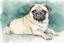Placeholder: Pug sketch, watercolor, white background, vibrancy of watercolor wash, highly detailed, with sharp focus and smooth transitions. golden ratio, masterpiece, trend on CGSociety and Artstation, bottomless, impressive, something that does not even exist, textures,
