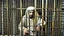 Placeholder: rich prisoner behined cage arab