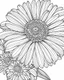 Placeholder: real massive Gerbera Daisy flower coloring page