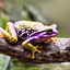 Placeholder: Rainbow frog on a log