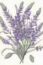 Placeholder: lavender flowers bouquet drawing