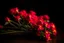 Placeholder: red cloves flowers