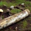 Placeholder: Large log,Mushroom city,fallen log, plentiful mushrooms,fantasy