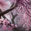 Placeholder: the most stunning, gorgeous cherryblossom tree high-detailed, fine-detailed, intricate, 8k resolution, digital art, detailed matte, volumetric lighting, dynamic lighting, ornate, baroque, illustration, 3D octane render, brian froud, howard lyon, selina french, greg rutowski, sharp focus, crisp