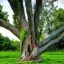 Placeholder: Fabric loosely wrapped around tree