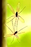 Placeholder: Daddy short legs and daddy long legs caught a fly in their web.