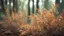 Placeholder: dry Leaf Fern forest with blurred background